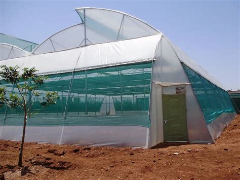 Naturally Ventilated Polyhouse At 1000 Square Meter Agriculture