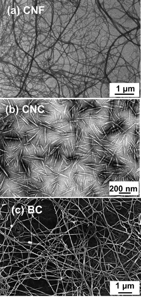 Typical Appearance Of Nanocellulose Observed By Tem Ab And Sem C