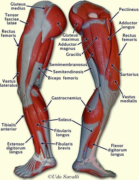 21 Best Thigh Muscle Ideas Muscle Muscle Anatomy Massage Therapy