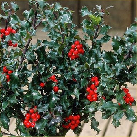 Ilex Meserveae Blue Princess Ostrokrzew Don L