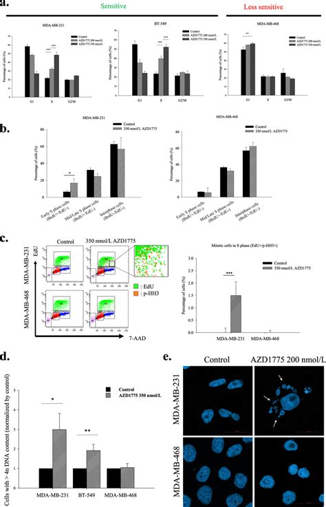 Azd1775 Accelerated S Phase Progression And Mitotic Entry A Azd1775