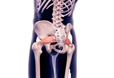 Piriformis Stretches To Get Rid Of Sciatica Hip And Lower Back