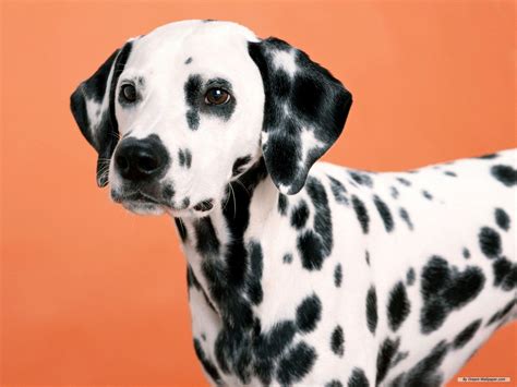 Dalmatian Background Wallpapers 49038 Baltana