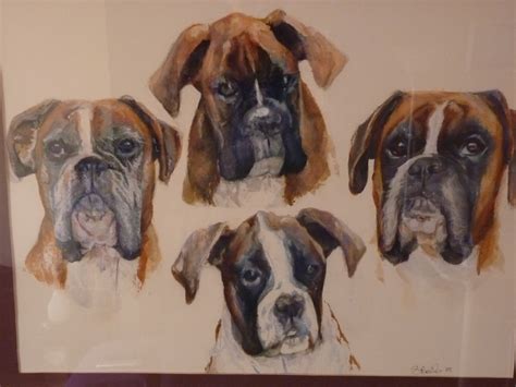 Boxer Dog Multi Portrait Watercolour Painting Portrait Watercolour