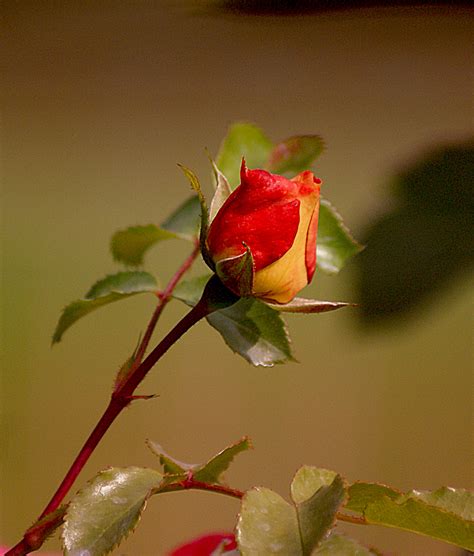 Bildet Natur Gren Blomstre Anlegg Te Blad Blomst Petal Sommer