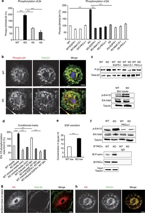 Increased Phosphorylation Of Integrin In Keratinfree Cells A