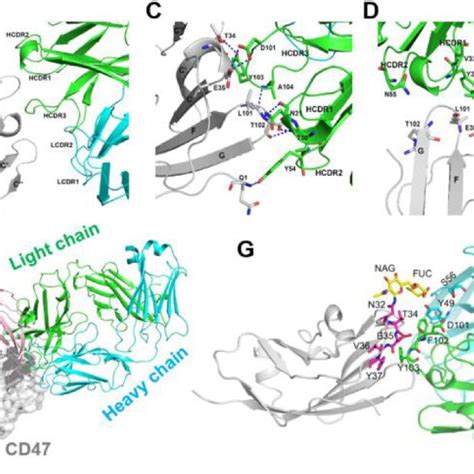 Decoding The Interaction Of 6mw3211 Cd47 Fab With Hcd47 A Overall Download Scientific