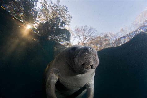 10 Amazing Facts About Manatees