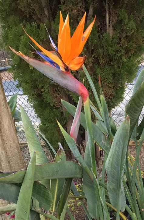 Bird Of Paradise Strelitzia Reginae Isabellas Hydroponic