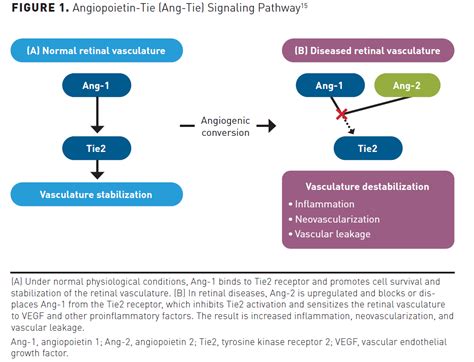 Disease Burden of Neovascular Age-Related Macular Degeneration and Diabetic Macular Edema