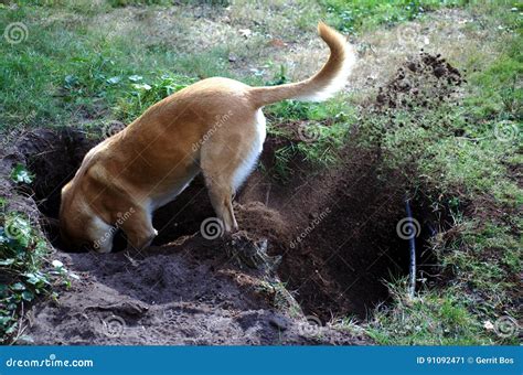 What Does A Dog Digging Mean