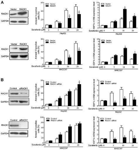 Rack Protects Hcc Cells From Apoptosis Induced By Sorafenib Following