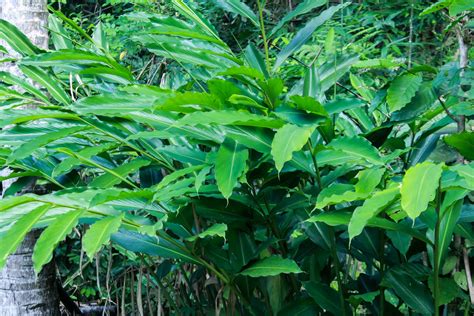 Cardamom St Francis Herb Farm US