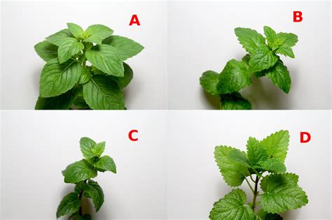 Identification Identifying Types Of Mints In My Garden Gardening