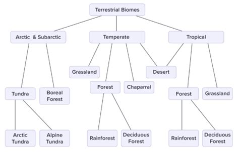 Classification Of Biomes Advanced Read Biology Ck 12 Foundation