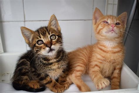 José Luis Guzmán M on Twitter RT GatosAbandona2 MARTÍN EL ÚLTIMO