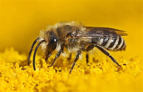 Wildbienen Was Ist Ihre Aufgabe In Der Natur Bienen Gesundheit