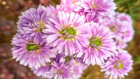 Amazing Tips to Grow Perennial Asters