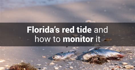 Florida S Red Tide And How To Monitor It PME