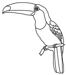 Toucan Black And White - ClipArt Best