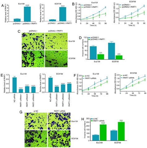 Exogenous Expression Of PART1 Suppresses ESCC Cell Proliferation And