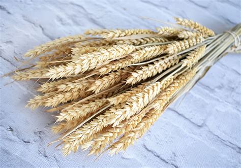 Wheat Is One Of The Most Popular And Versatile Dried Natural Grasses