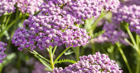 Achillea Millefolium Wonderful Wampee Pflanze Pflege Tipps Floragard