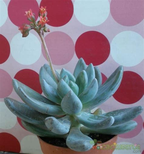 Sedeveria Cv Blue Mist Plantas Suculentas Suculentas Cactus Y