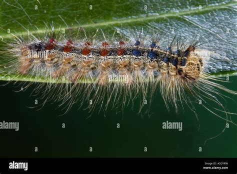 Gipsy Moth Lymantria Dispar Caterpillar Stock Photo Alamy