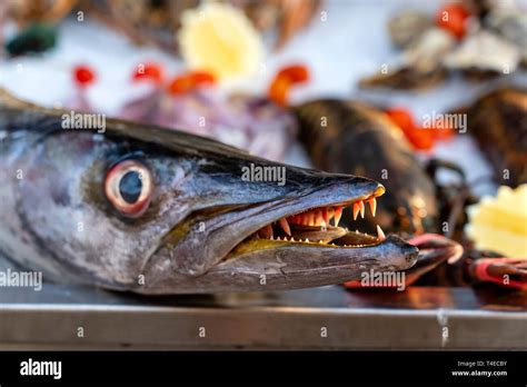 Close up on barracuda teeth. Sea fresh fish barracuda at street food ...