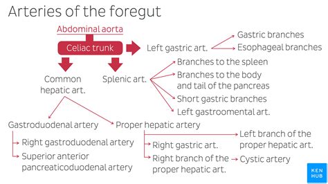 Celiac trunk | Abdominal aorta, Celiac, Anatomy