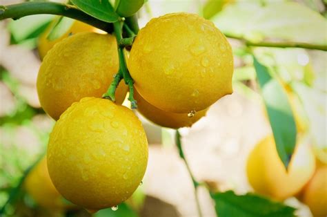 Wallpaper Food Nature Fruit Tangerine Citrus Clementine Flower