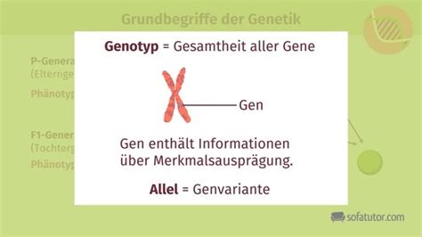 Genetik Begriffe Definition Zusammenfassung Easy Schule