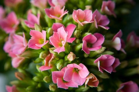 Por Que A Kalanchoe é Conhecida Como Flor Da Fortuna Entenda