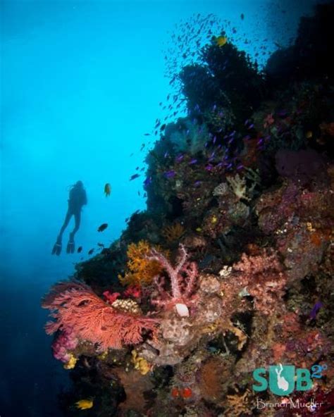 Pin on Diving in Papua New Guinea