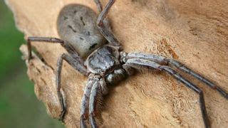 Giant huntsman spider: The largest spider by leg span | Live Science