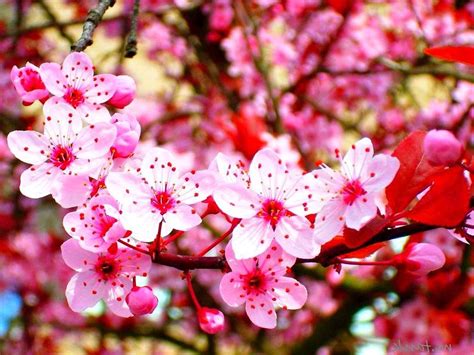 891 Gambar Wallpapers 050128 Graphics Bunga Sakura Paling Cantik