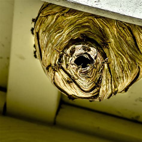 Wasp Control Services In Edmonton Ecopest