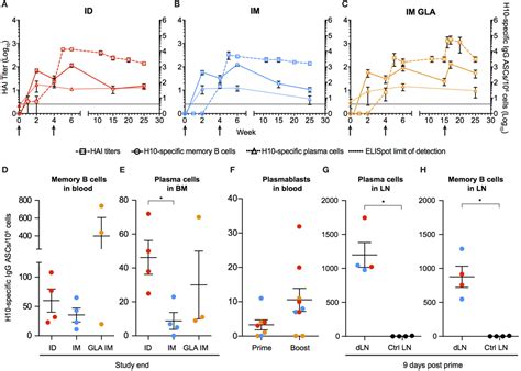 Frontiers Induction Of Robust B Cell Responses After Influenza Mrna