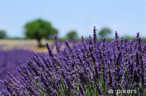 Fototapeta flizelinowa Pola lawendy płaskowyż Valensole w Prowansji