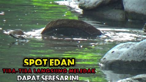 Mancing Ikan Gabus Besar Di Sungai Besar Gak Nyangka Dapat Sebesar Ini