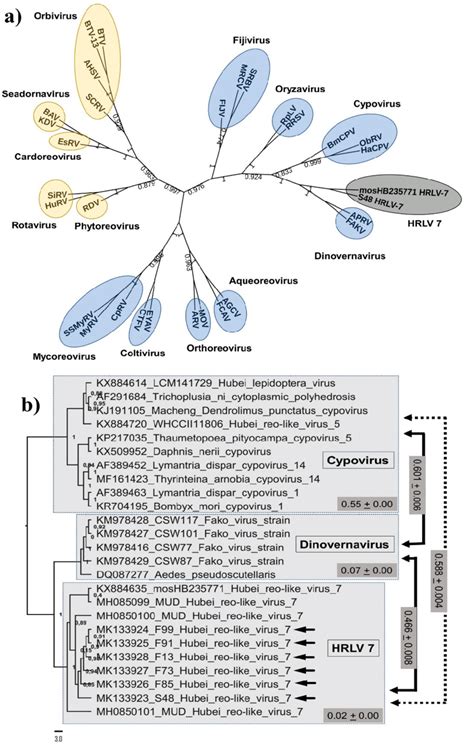 Phylogenetic Trees Constructed With The Rdrp Gene Region Of Reoviruses