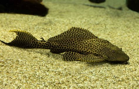 Common Pleco Hypostomus Plecostomus Ultimate Care Guide Fish