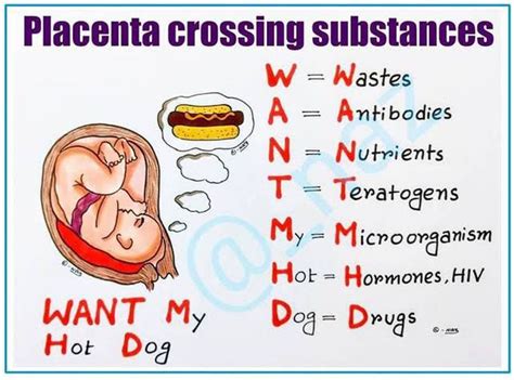 Placenta Crossing Substances Medizzy