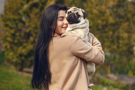 What is a Bull Pug - Everything to Know about English Bulldog Pug Mix ...
