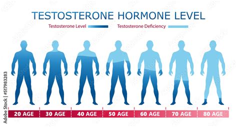 Testosterone hormone levels. Medical graphic chart with male body ...
