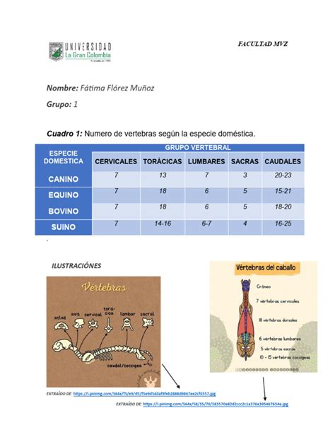 Formula Vertebral Pdf