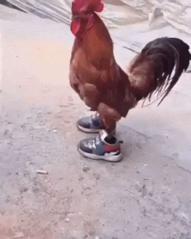 Chicken Run GIFs - Find & Share on GIPHY