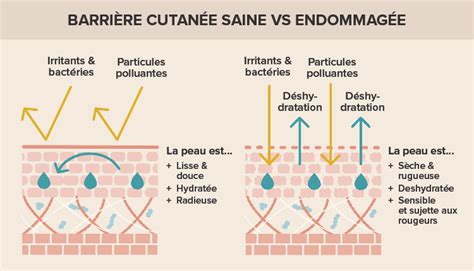 La barrière cutanée pourquoi est elle si importante Paulas Choice