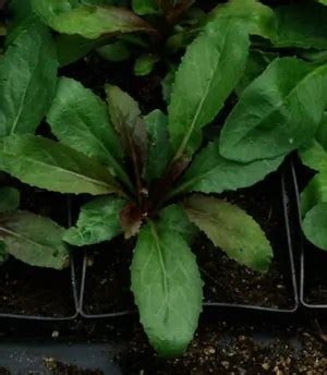 Cardinal Flower (Lobelia cardinalis), packet of 100 seeds, organic ...